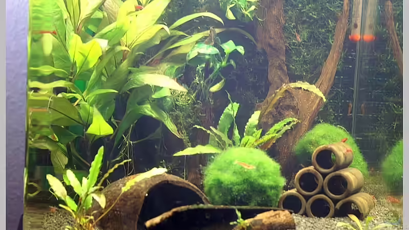 Koskosnuss, Seemandelbaumrinde und Tonröhre von Christian Zwick (8)