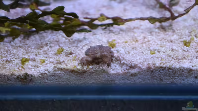 Krabbe aus Lebendgestein...kennt die jemand? von Junglist (41)