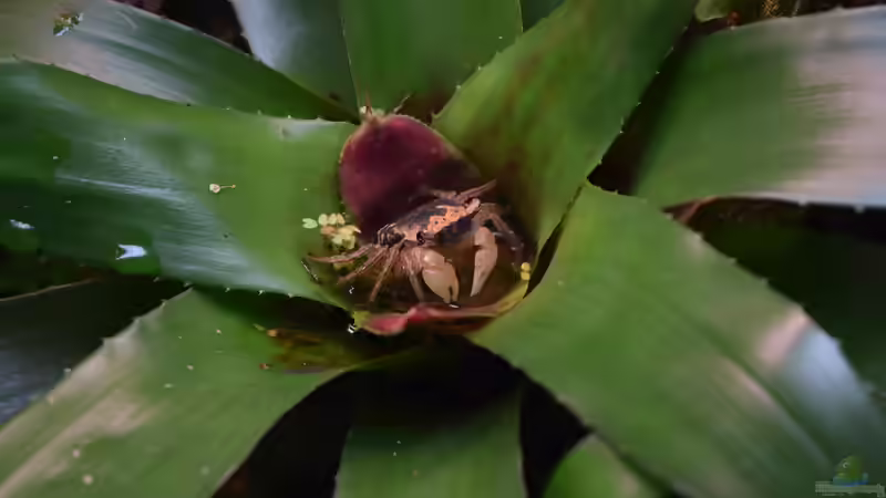 Krabbe in Bromelie von Junglist (37)
