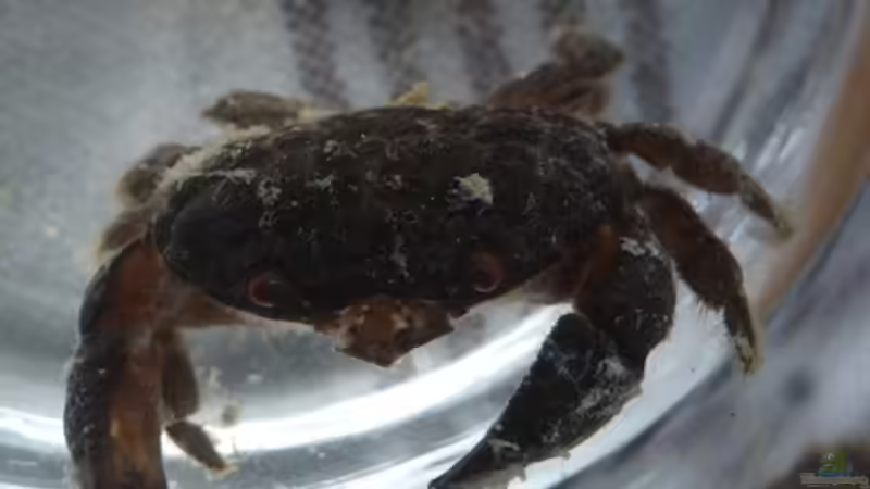 Krabbe in der Falle :o) von OldFriend (30)