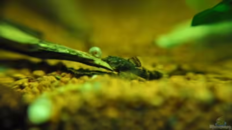 Krabbelgruppe von Garfield (26)