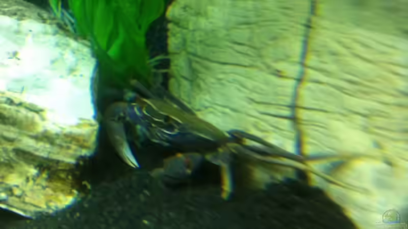 Krabbeliger Nachwuchs ;) (Mittlerweile im Aufzuchtbecken) von TheToxicAvenger (47)