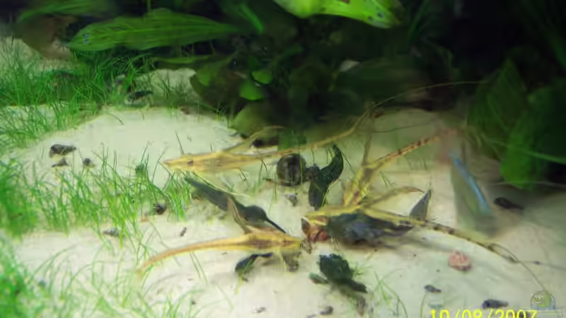 Krabbelstunde (10.08.07) von Richard Gärtner (24)