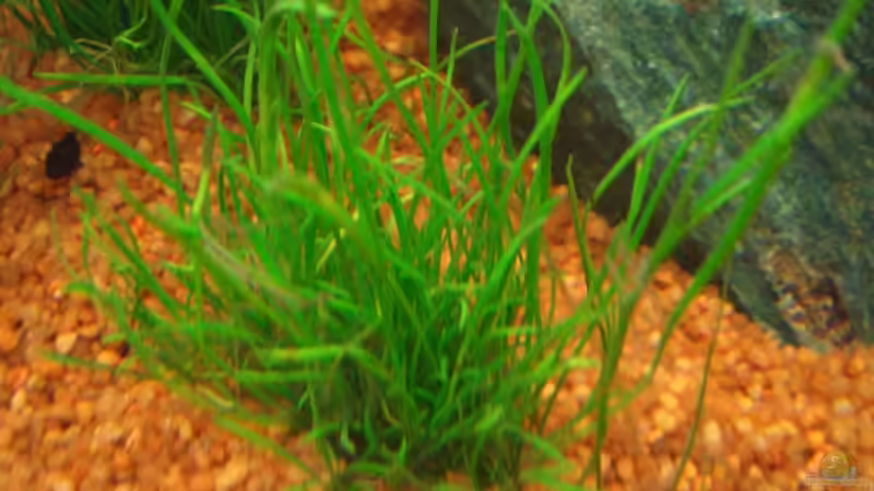 Krabbelt schon :-) von Zork-Nemesis (18)