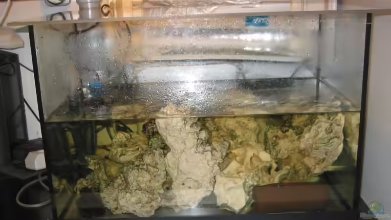 Krabbenaufzuchtbecken 2 von Insulaner (11)