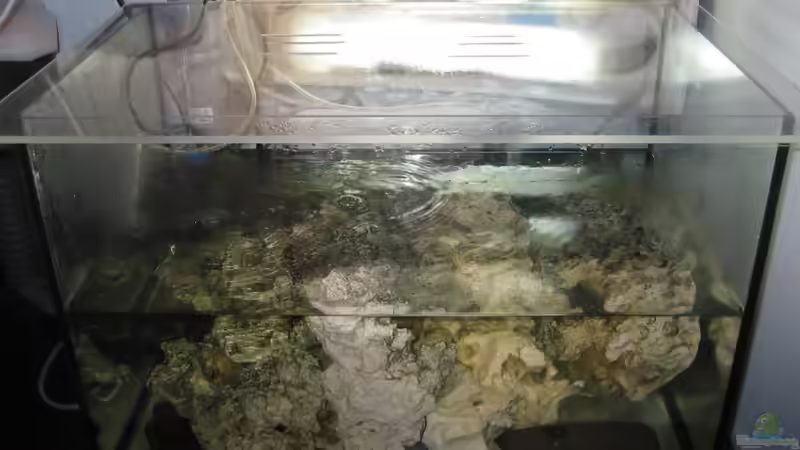 Krabbenaufzuchtbecken von Insulaner (10)