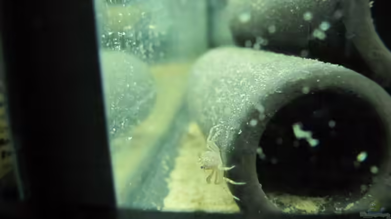 Krabbenbaby nach der ersten Häutung von Insulaner (13)