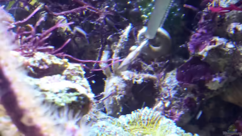 Krabbi und der Futterkringel von Summse (59)