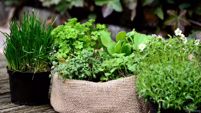 Kräutergarten auf dem Balkon: Frische Aromen auf kleinstem Raum erfolgreich anbauen