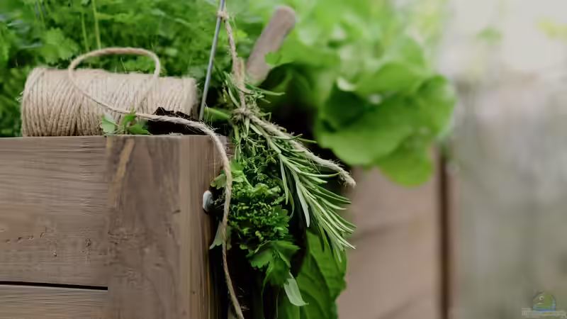 Kräutergarten auf dem Balkon: Frische Aromen auf kleinstem Raum erfolgreich anbauen
