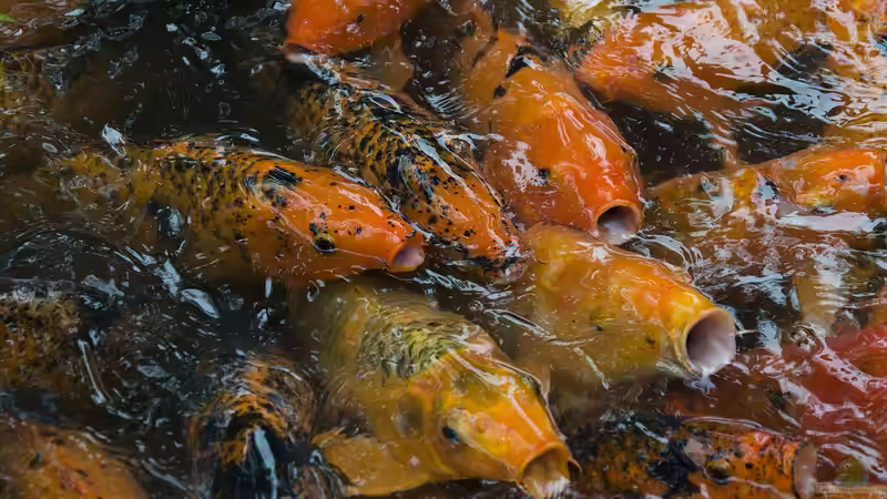 Krankheiten bei Kois medikamentös behandeln