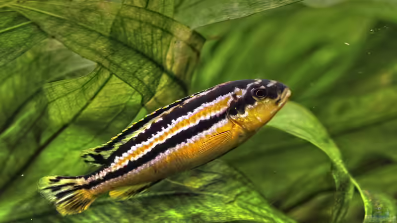 Krankheiten bei Malawibuntbarschen - Ursachen, Symptome, Behandlung und nachhaltige Prävention