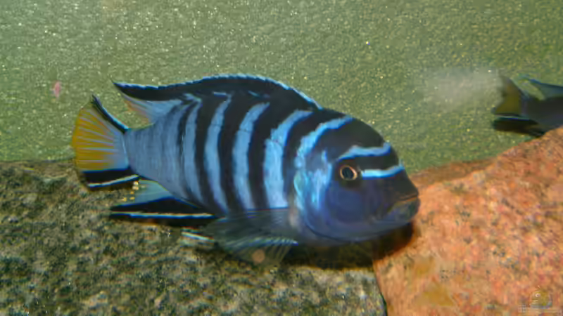 Krankheiten bei Malawibuntbarschen - Ursachen, Symptome, Behandlung und nachhaltige Prävention