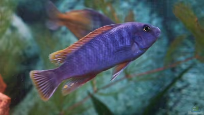 Krankheiten bei Malawibuntbarschen - Ursachen, Symptome, Behandlung und nachhaltige Prävention