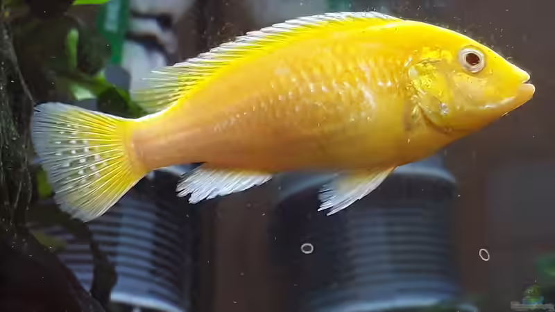 Krankheiten bei Malawibuntbarschen - Ursachen, Symptome, Behandlung und nachhaltige Prävention