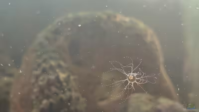 Kranzqualle von GiZZ55 (27)