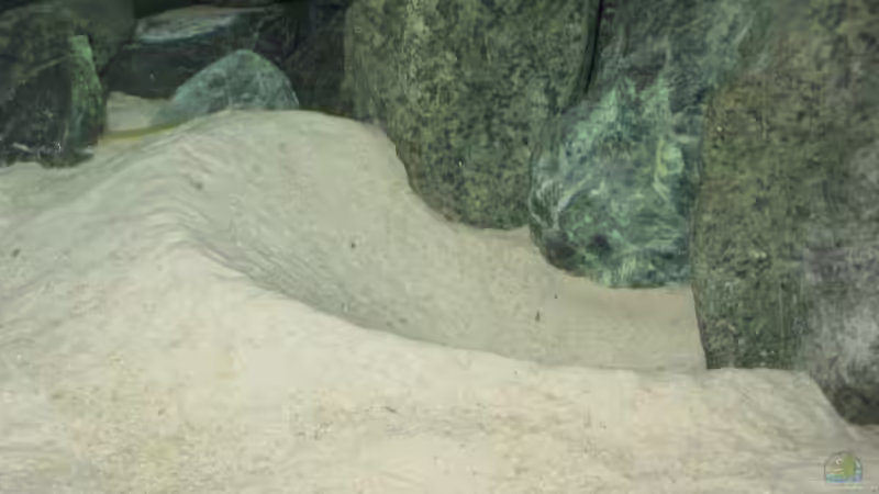 Krater meines Cunningtonia Männchens von Andi*Sehlde (8)