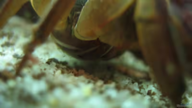 Kraxel mit Eiern von Christian Friedrich (17)