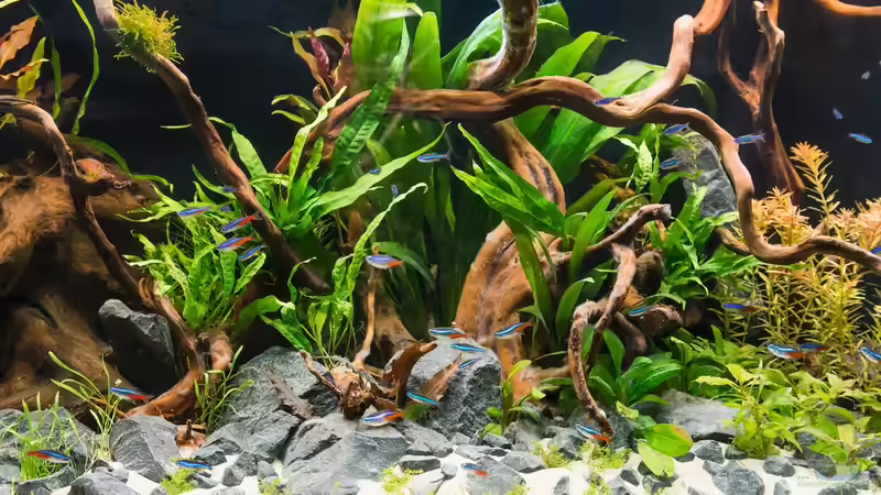 Kreative Gestaltung im Aquarium: Aquariumpflanzen auf Wurzeln binden