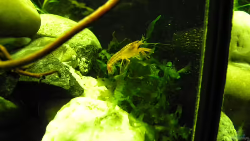 Krebs auf Wanderschaft von did244 (36)