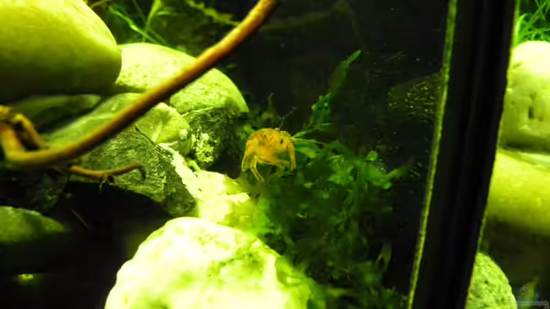 Krebs auf Wanderschaft von did244 (37)