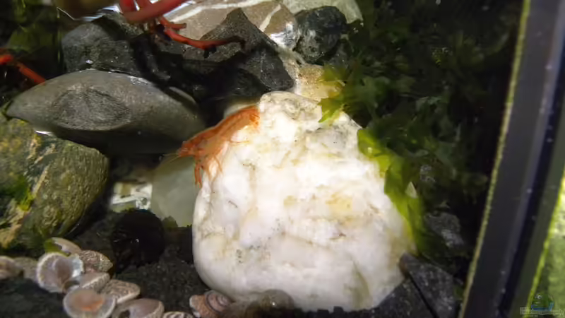 Krebs auf Wanderschaft von did244 (38)