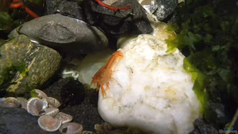 Krebse im Aquarium halten (Einrichtungsbeispiele für Krebs-Aquarien)