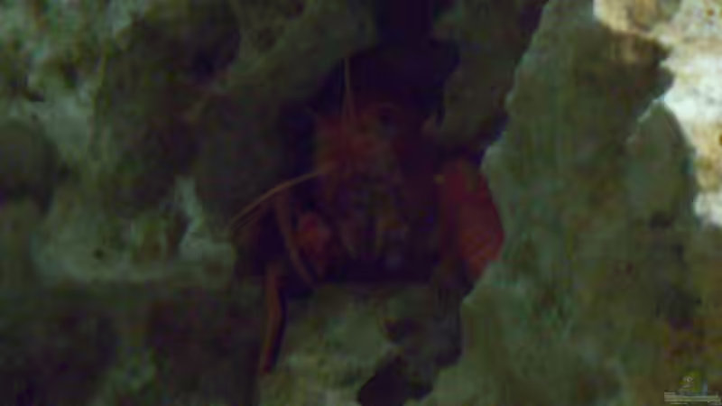 Krebs von Christof Brixner (35)