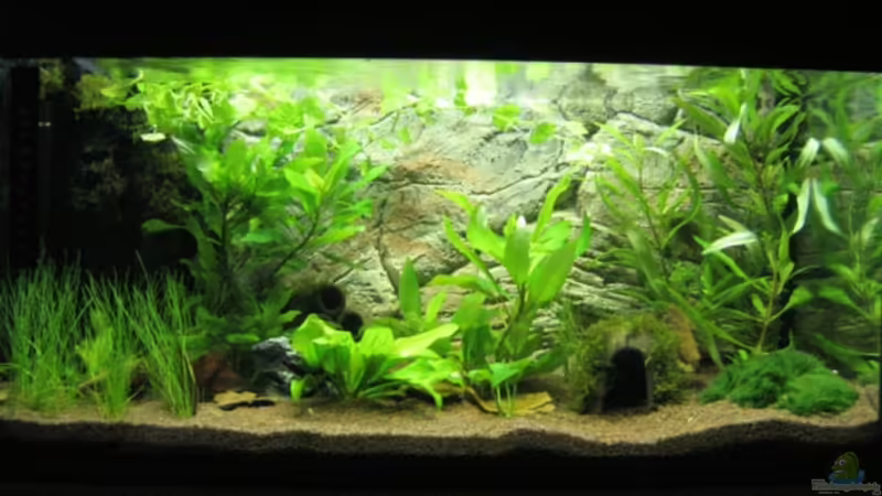 Krebsbecken von Aquarium-Bochum (10)