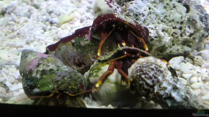 Krebsbesprechung von Truthahnmann (101)