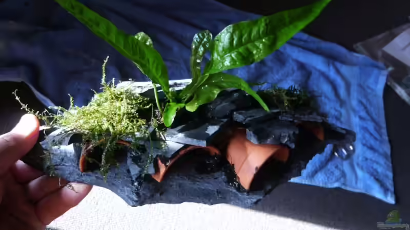 krebshöhlen bepflanzt von lumpi (25)