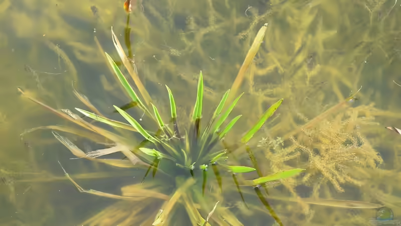 Krebsschere (Stratiotes aloides) von Acki50 (33)