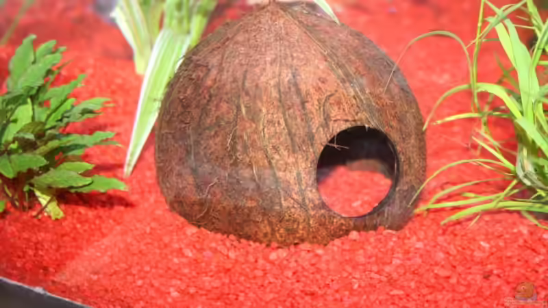 Krebsversteck von Stefanie Mohr (10)