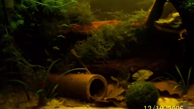 Krebswohnung im Souterrain... von Alexander Schild (2)