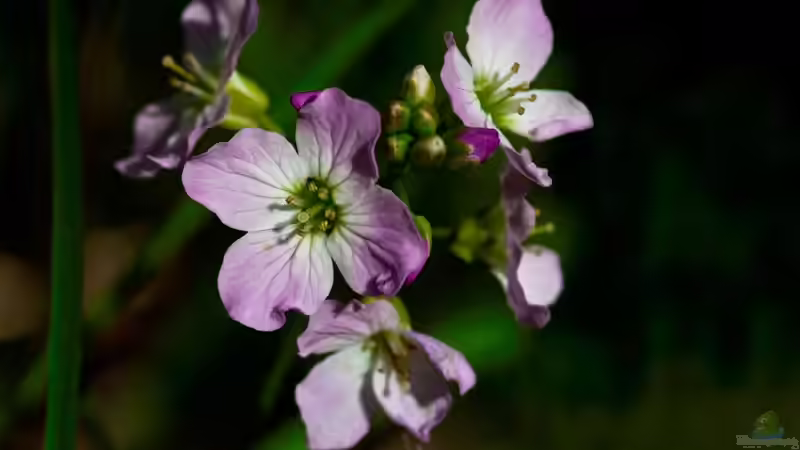 Kreuzblütler: Vielfalt und Nutzen in Garten und Natur