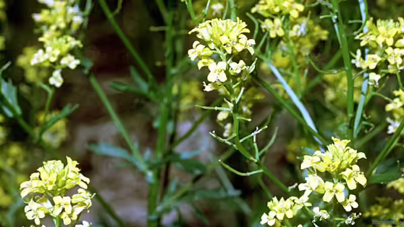 Kreuzblütler: Vielfalt und Nutzen in Garten und Natur