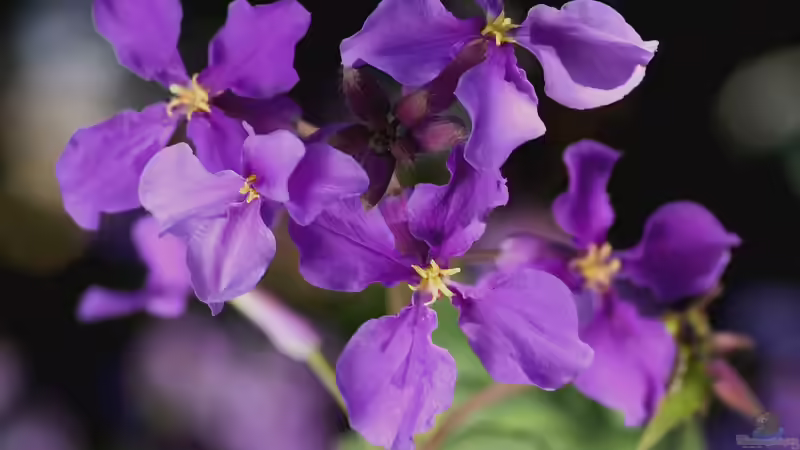Kreuzblütler: Vielfalt und Nutzen in Garten und Natur
