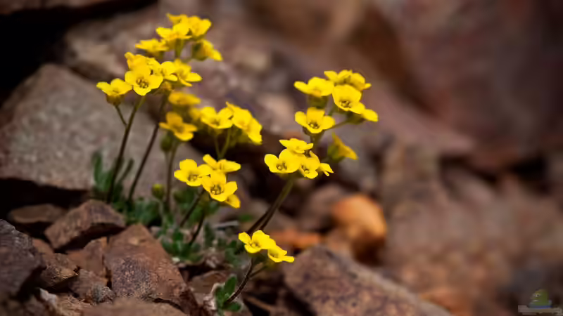 Kreuzblütler: Vielfalt und Nutzen in Garten und Natur