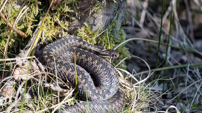 Kreuzotter im Garten gesichtet: Was jetzt? - Ein umfassender Ratgeber für Haus- und Gartenbesitzer