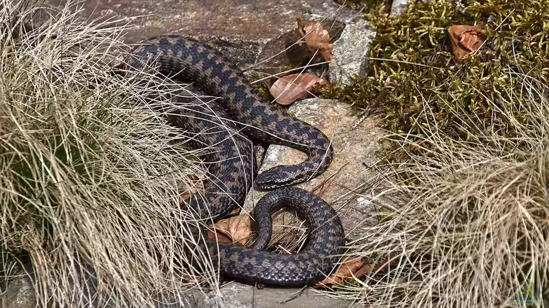Kreuzotter im Garten gesichtet: Was jetzt? - Ein umfassender Ratgeber für Haus- und Gartenbesitzer