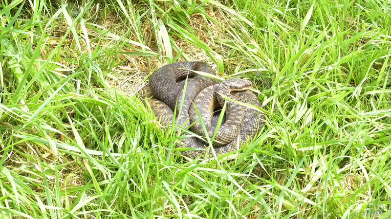 Kreuzotter im Garten gesichtet: Was jetzt? - Ein umfassender Ratgeber für Haus- und Gartenbesitzer