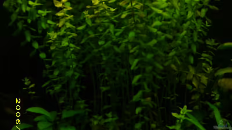 Kriechende Ludwigie von Florian Sauer Wehinger (6)