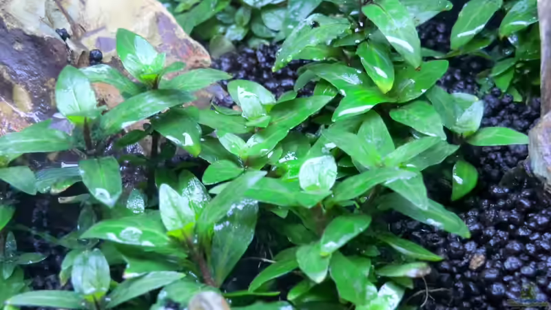 Kriechende Staurogyne nach 19 Tagen von K.S. (15)