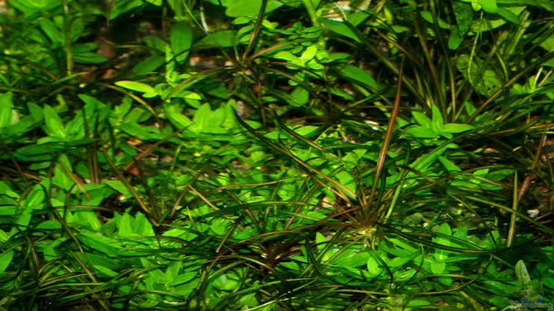 Kriechende Staurogyne (Staurogyne repens, Staurogyne sp. vom Rio Cristalino) von @mazonas (15)