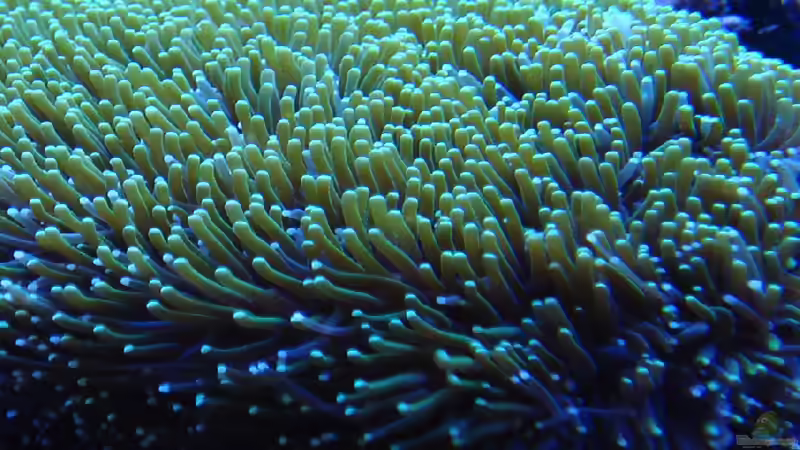 Kristalkoralle von .uschi (11)