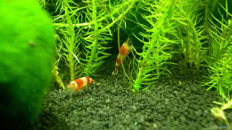 Kristall Rote Zwerggarnele von Minifisch (3)