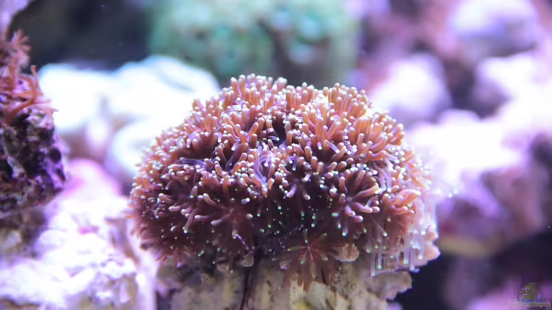 Kristallkoralle = Galaxea fascicularis von Sven Jastrow (27)