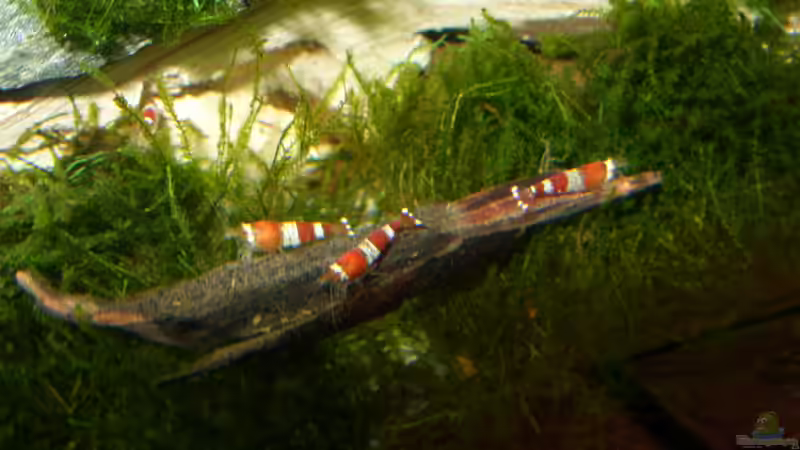 Kristallrote Bienengarnelen von Nanonana (5)