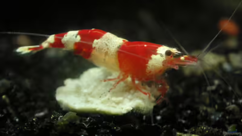 Kristallrote Zwerggarnele von Sterni317 (10)