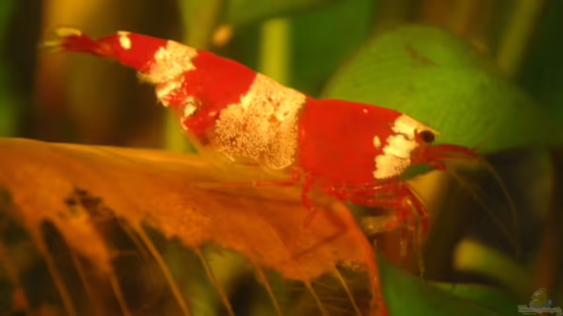 Kristallrote Zwerggarnele von Sterni317 (9)